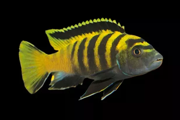 FLAVUS (Chindongo Flavus) 2″