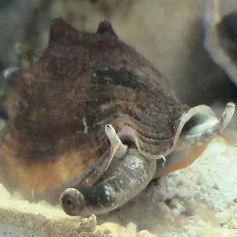 Florida Fighting Conch