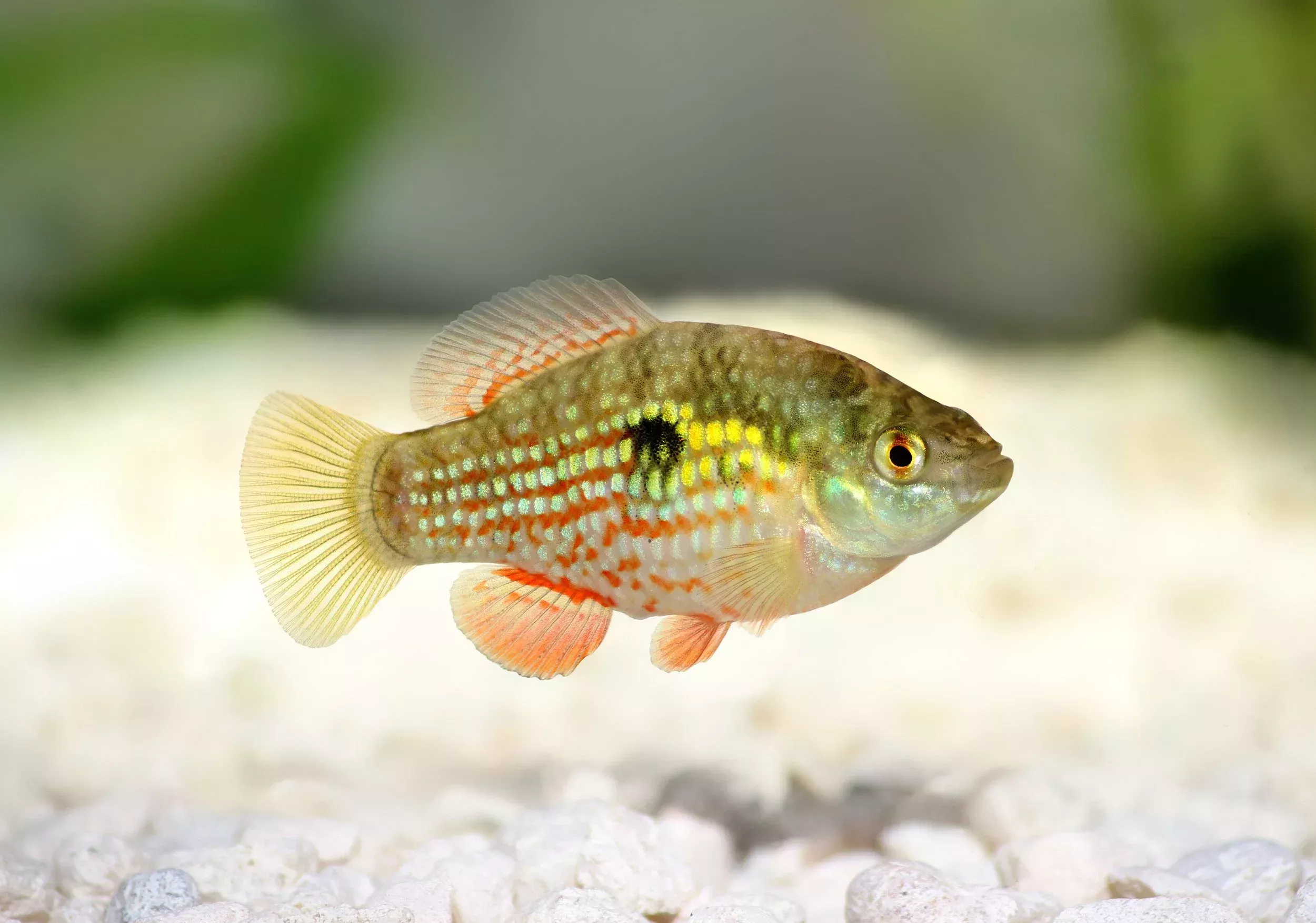 Florida Flagfish