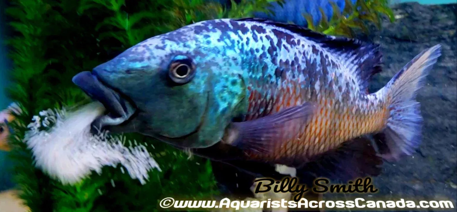 FOSSOROCHROMIS ROSTRATUS *SAND DIVER* (HOUSEBRED)