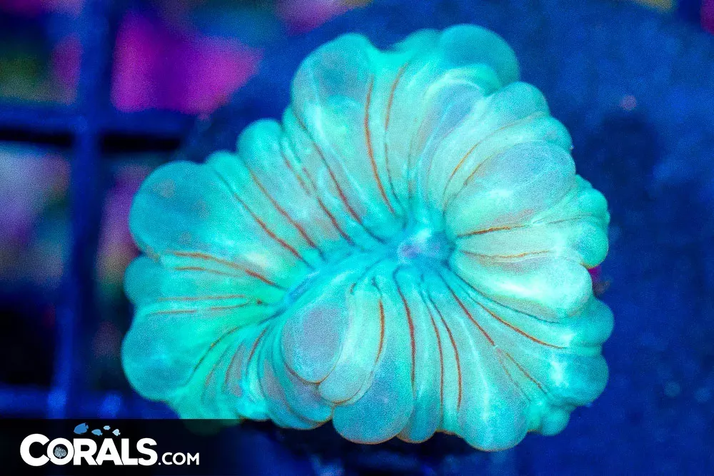 Fox Coral Frag – RARE Puffy