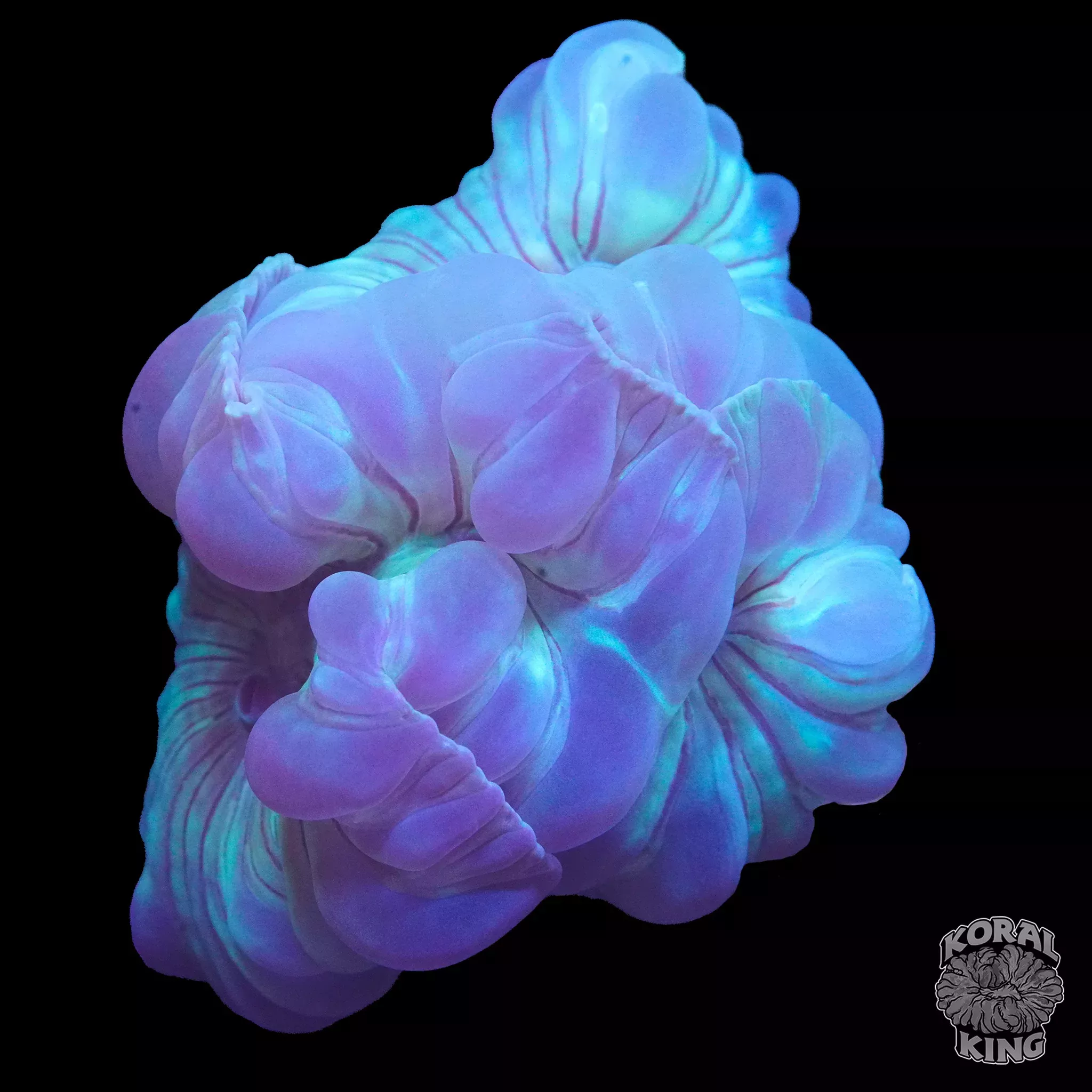Fox Coral