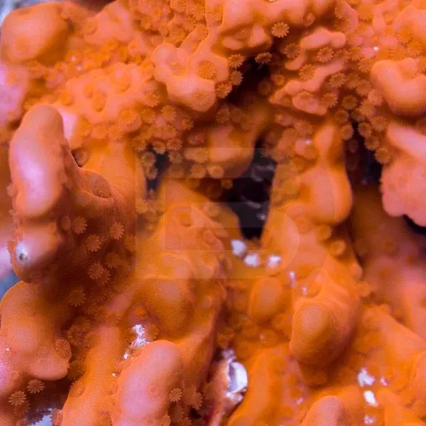 Frag Farmer Setosa