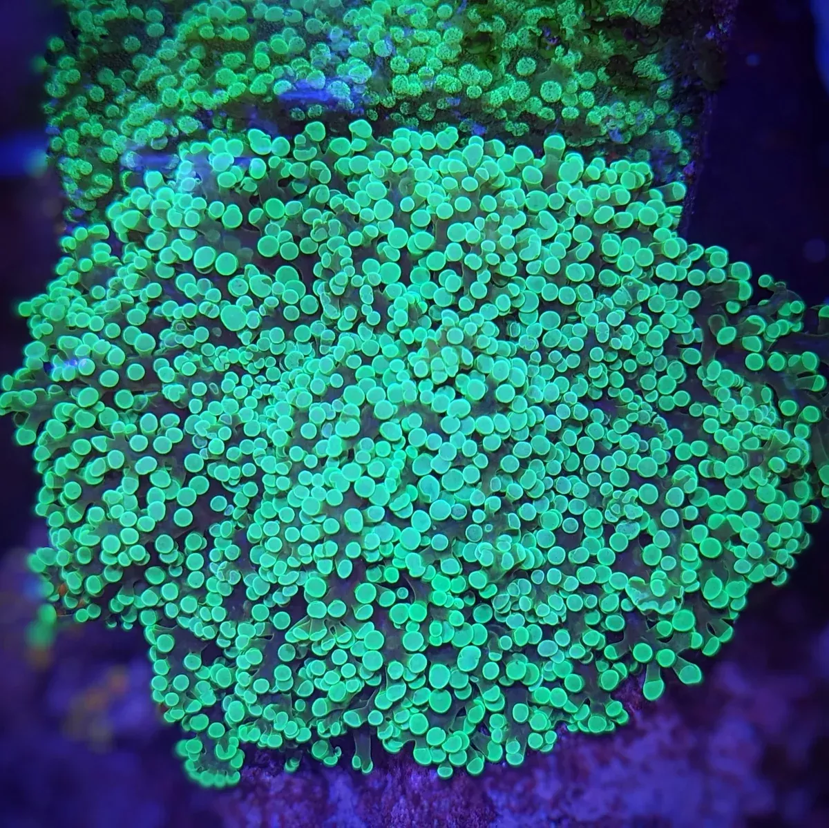 Frogspawn – Ultra Green XL Colony