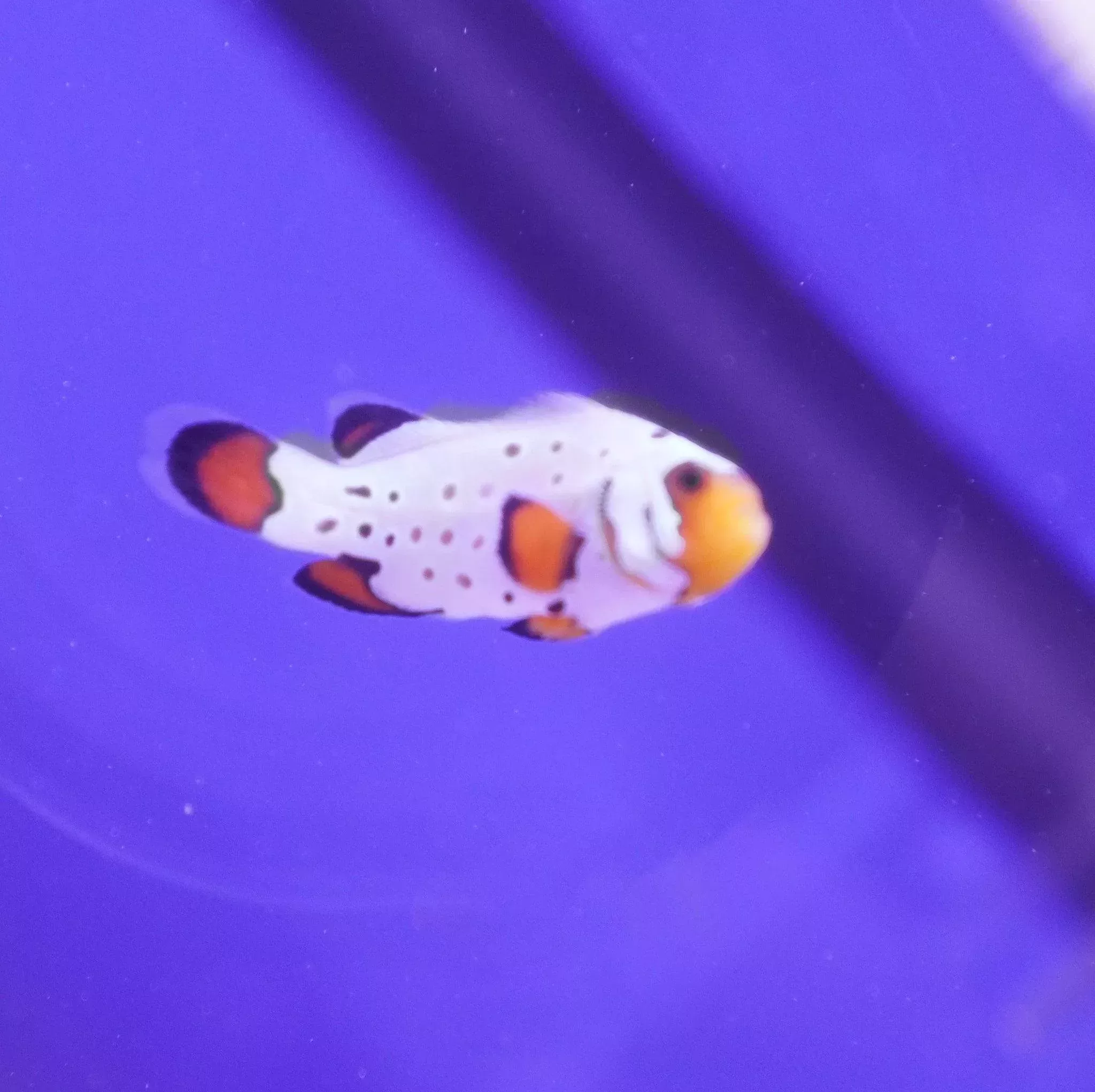 Frostbite Clownfish