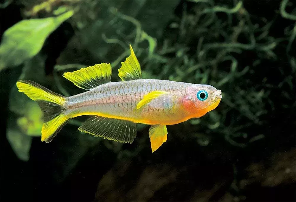 Furcatus Rainbow 2″ Unsexed