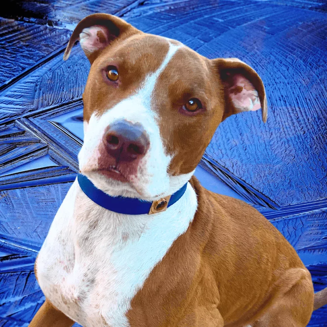Galactic Blue Cactus Collar