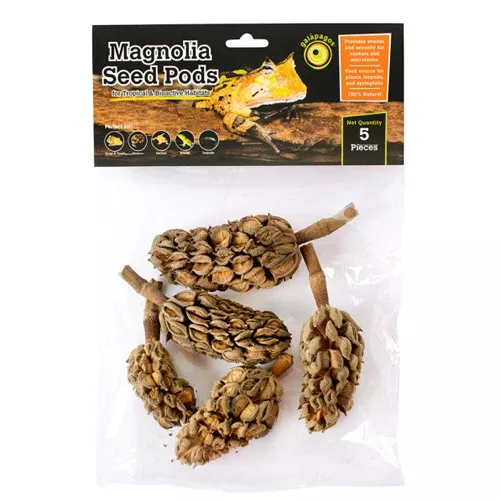 Galapagos, Galapagos Natural Magnolia Seed Pods, 1 Each/5 Pack