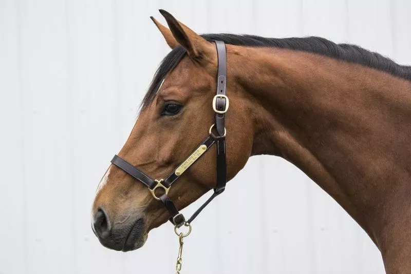 Gatsby Engraved Leather Halter No Snap