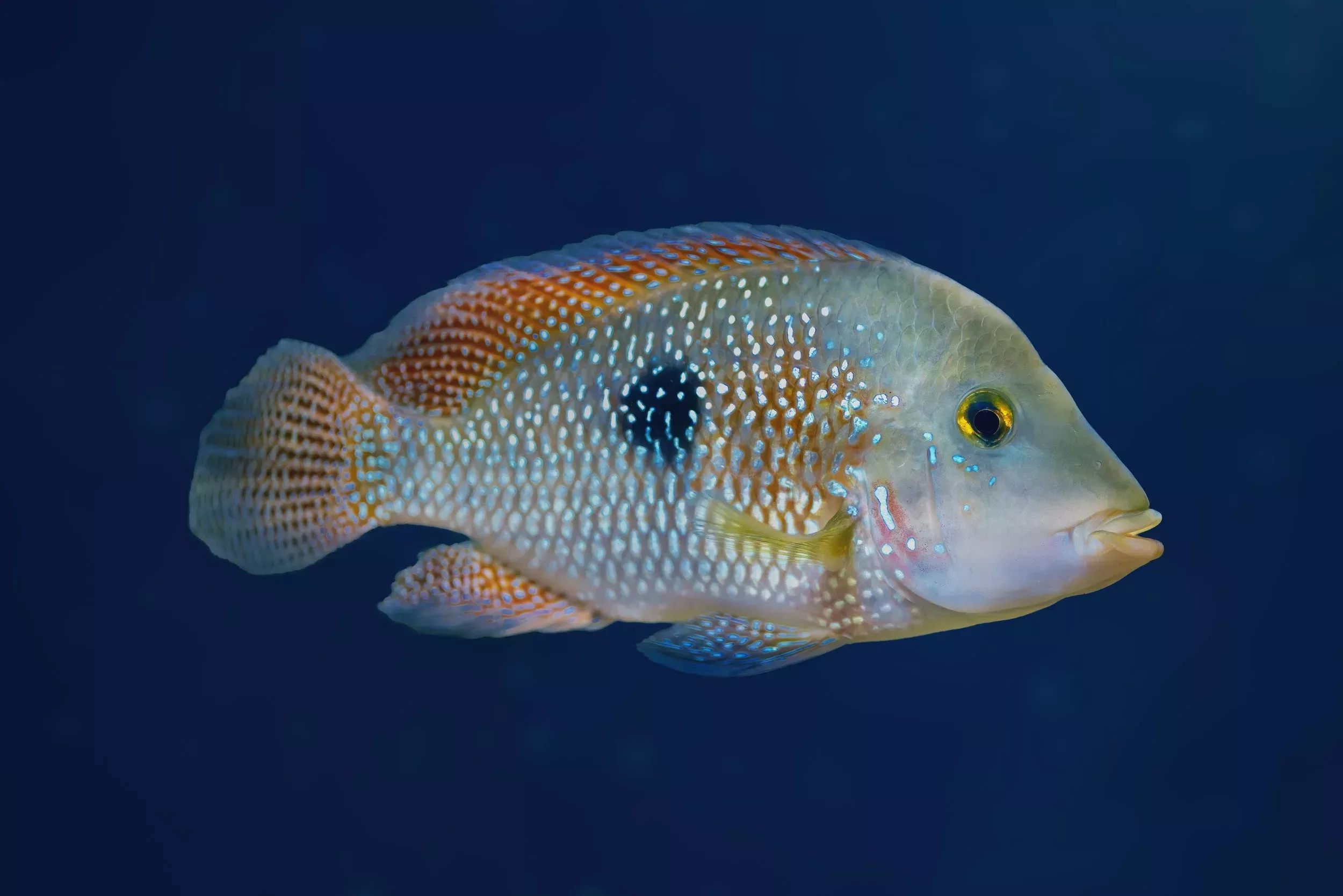 Geophagus Brasiliensis-2-3″