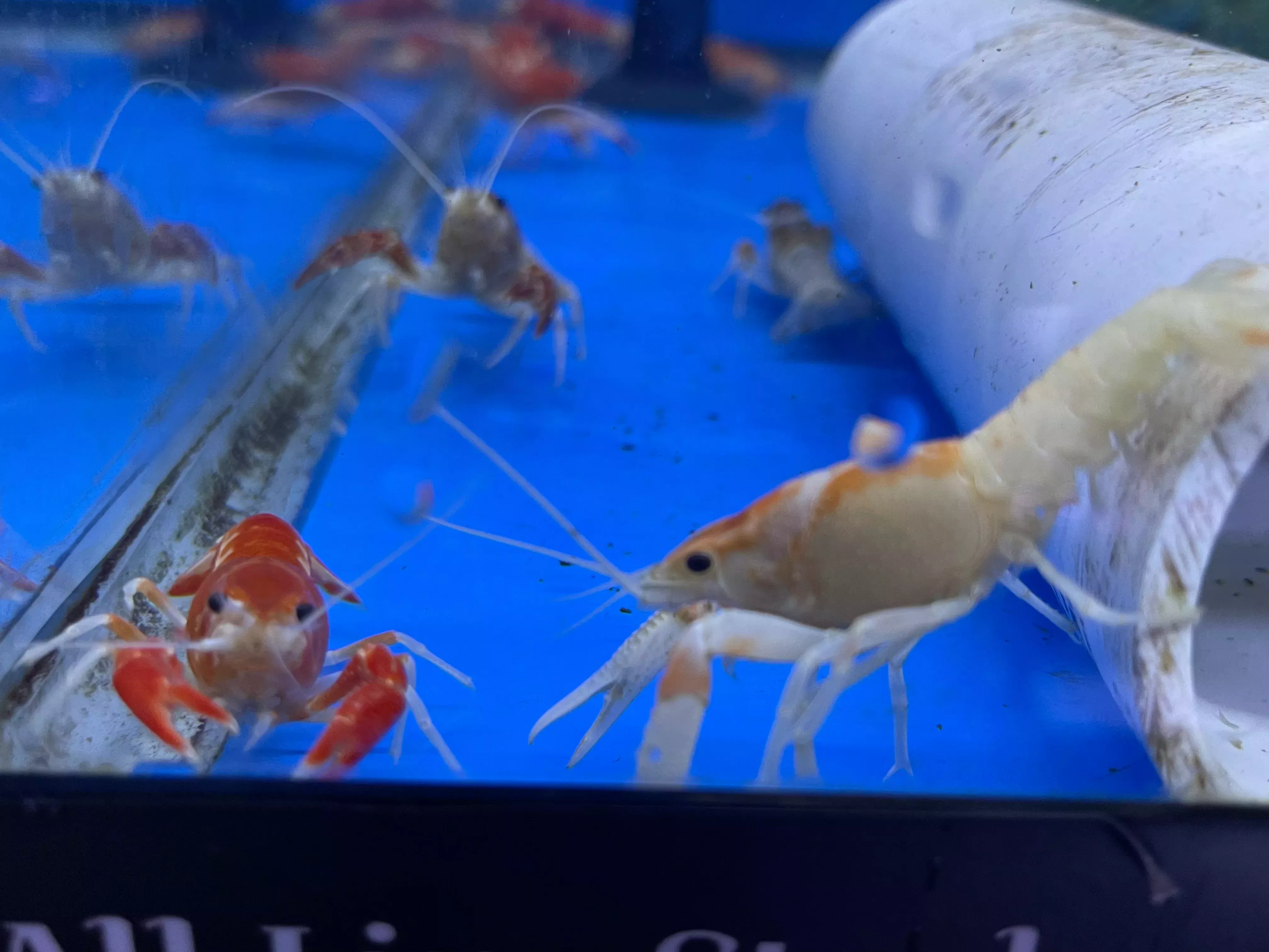 Ghost Crayfish (Procambarus Clarkii)