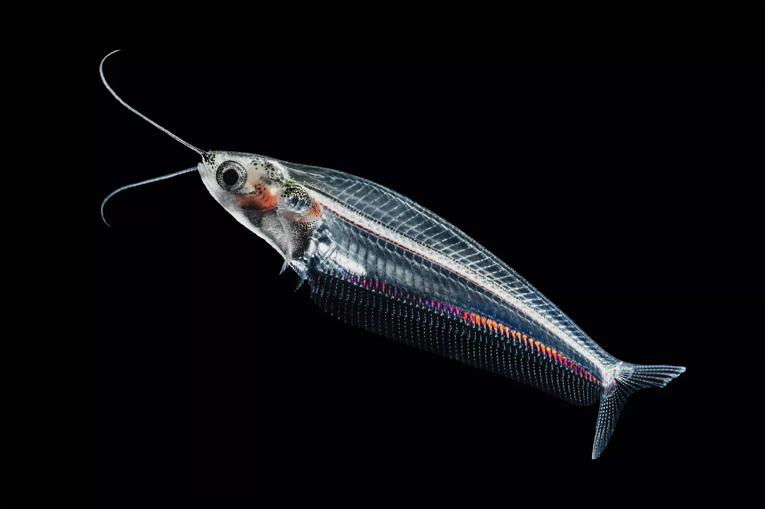 Glass Catfish