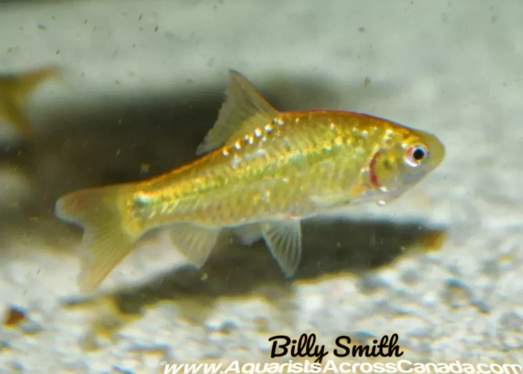 GOLD BARB (Puntius Sachsi)