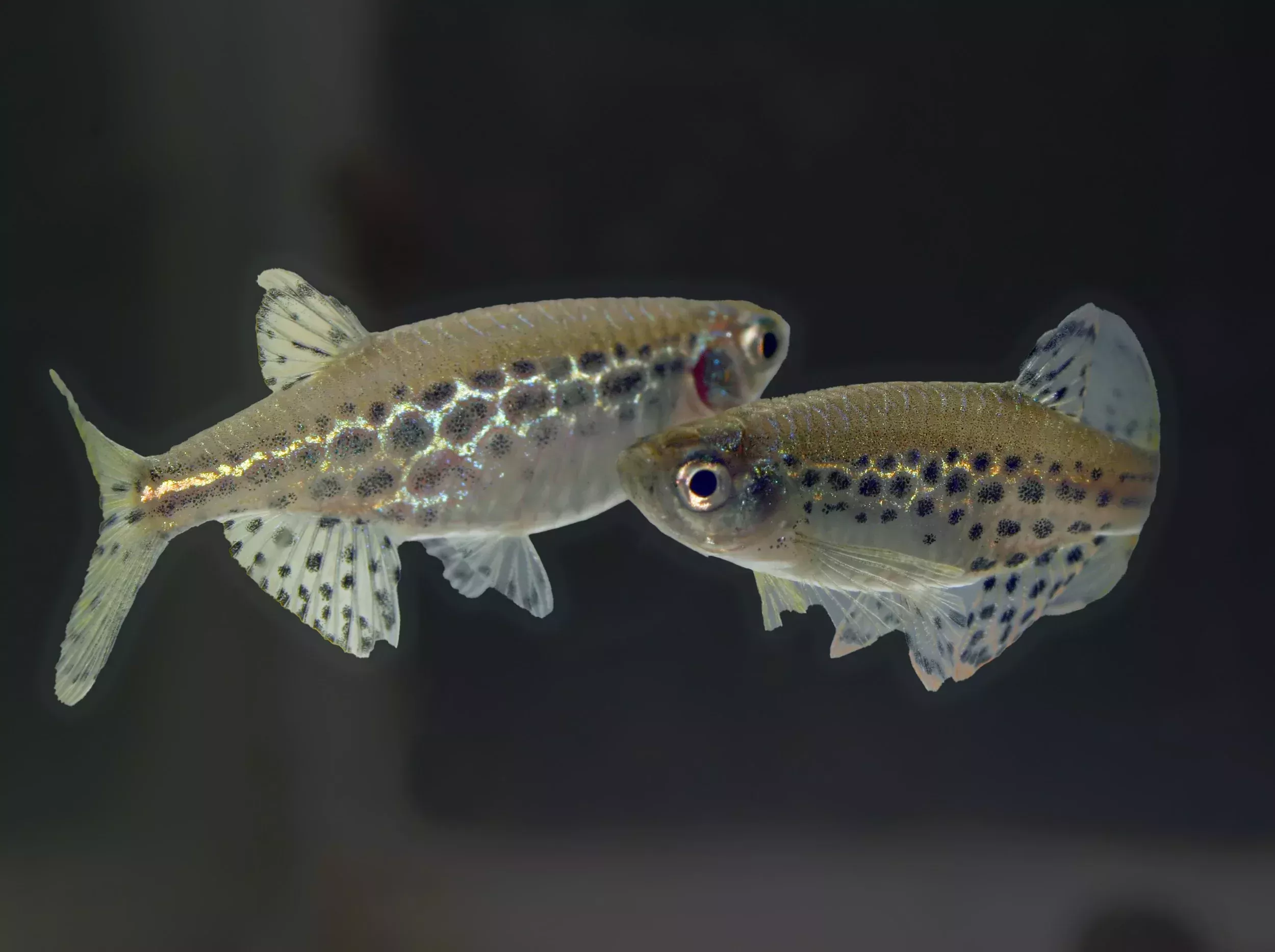 Gold Ring Danio