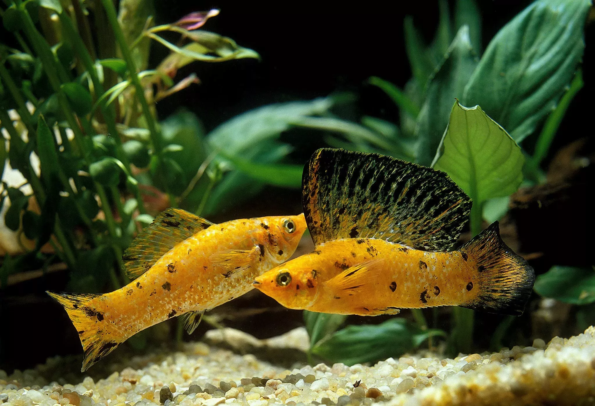 Gold Sailfin Molly