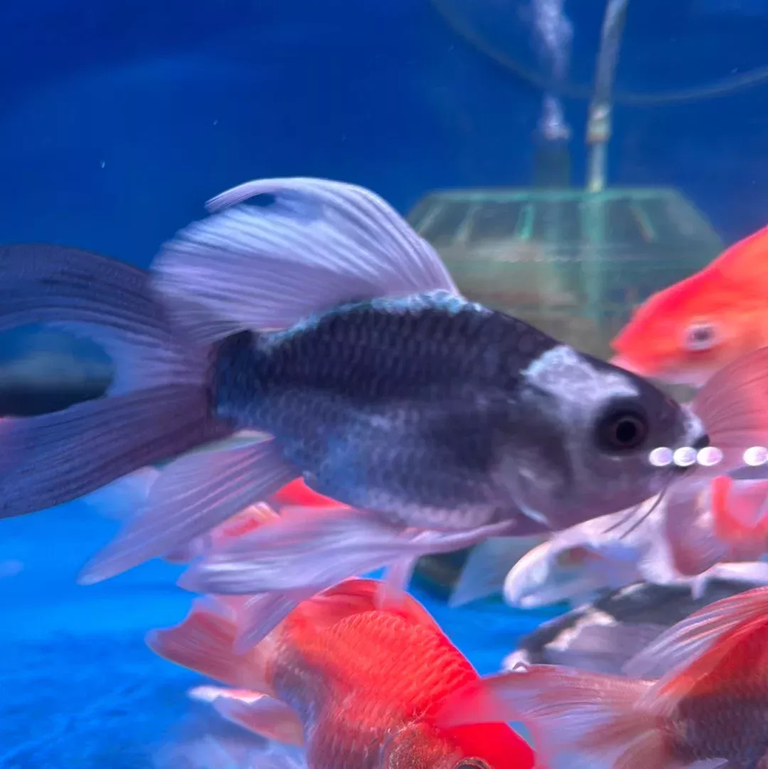 Golden Panda Shortbody Long Fin Koi (A Grade)