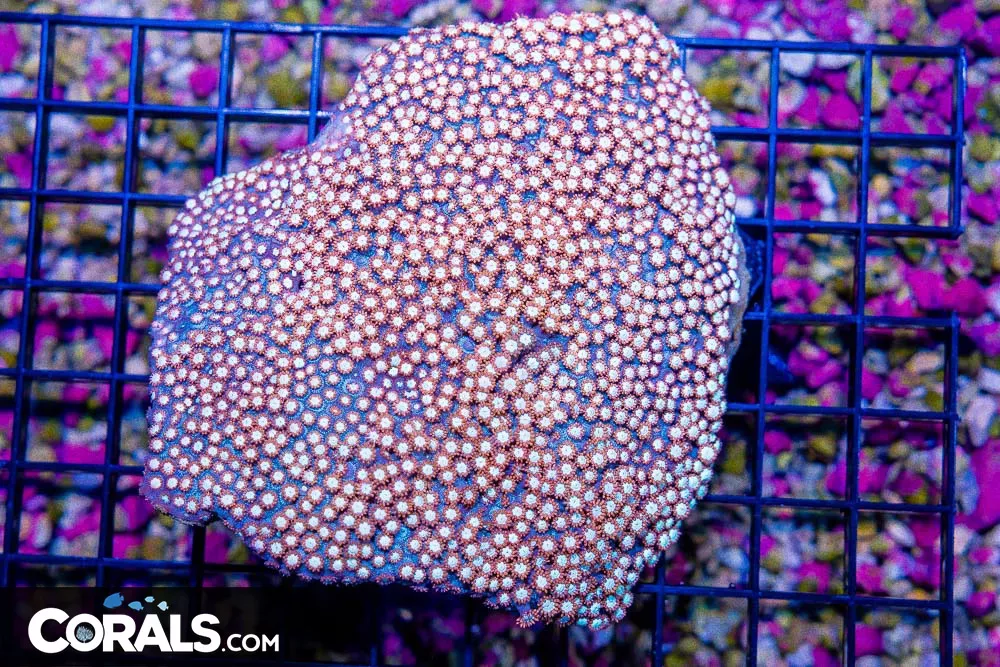 Goniopora – Australia Ultra Glows!