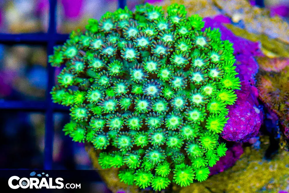 Goniopora – Indonesia Super Ultra! (Blue Video Inside!)