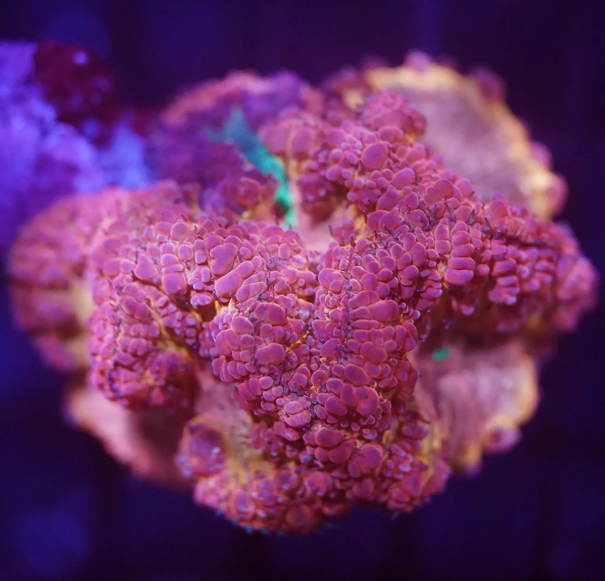 Grafted Blasto Colony
