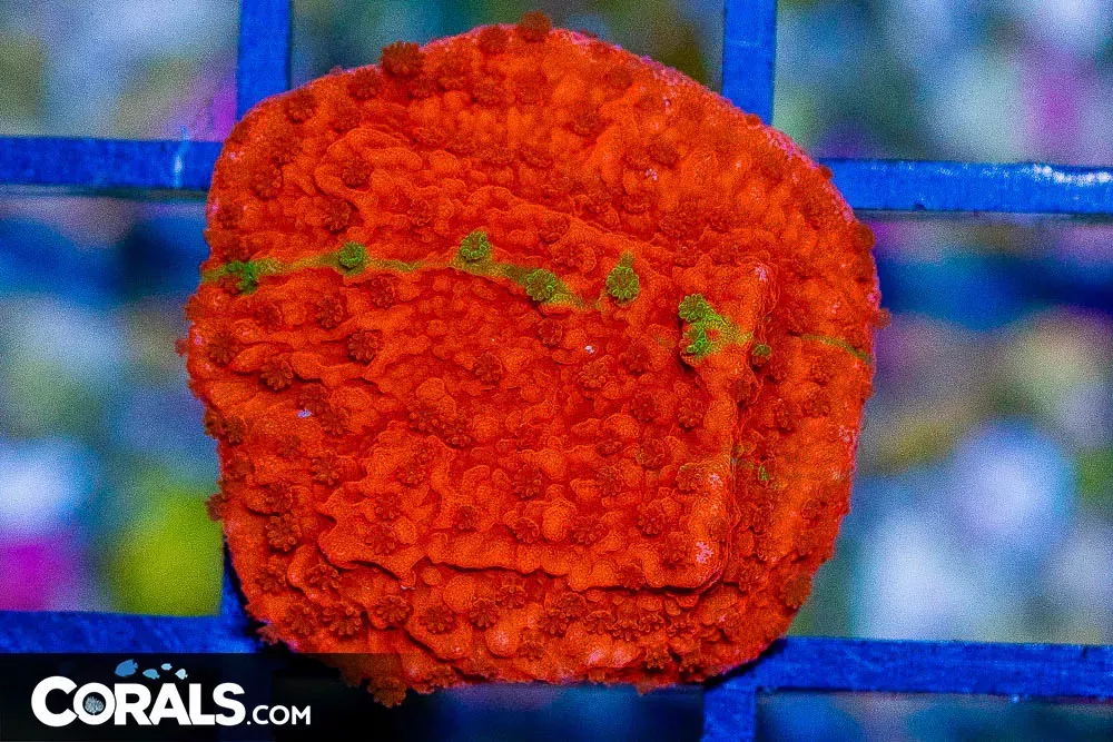 GRAFTED Montipora Frag