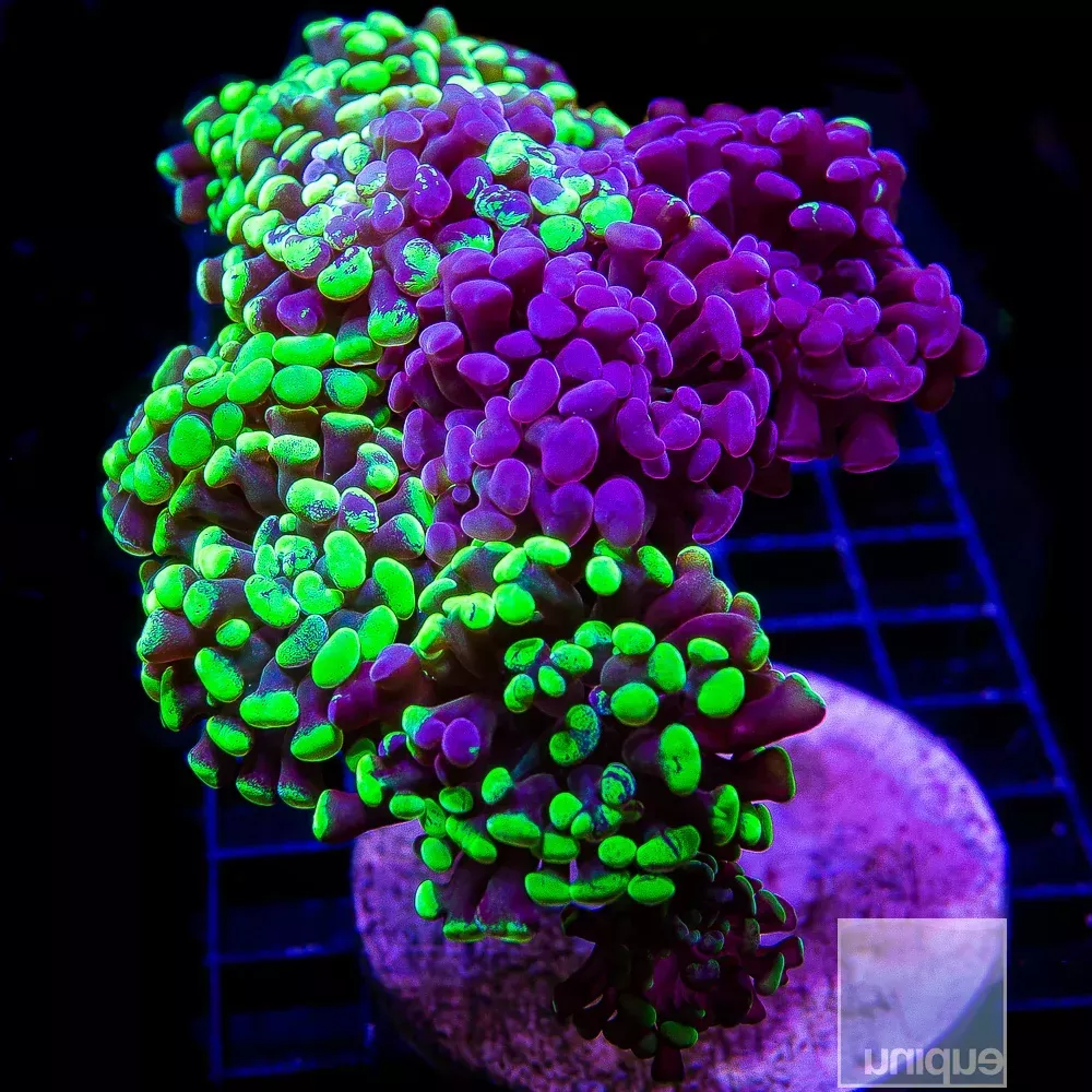 Grafted Neon Branching Hammer- Single Head Stock Frag