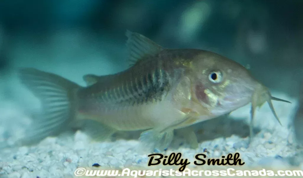 GREEN/BRONZE CORYDORA (Corydoras aeneus) 2404