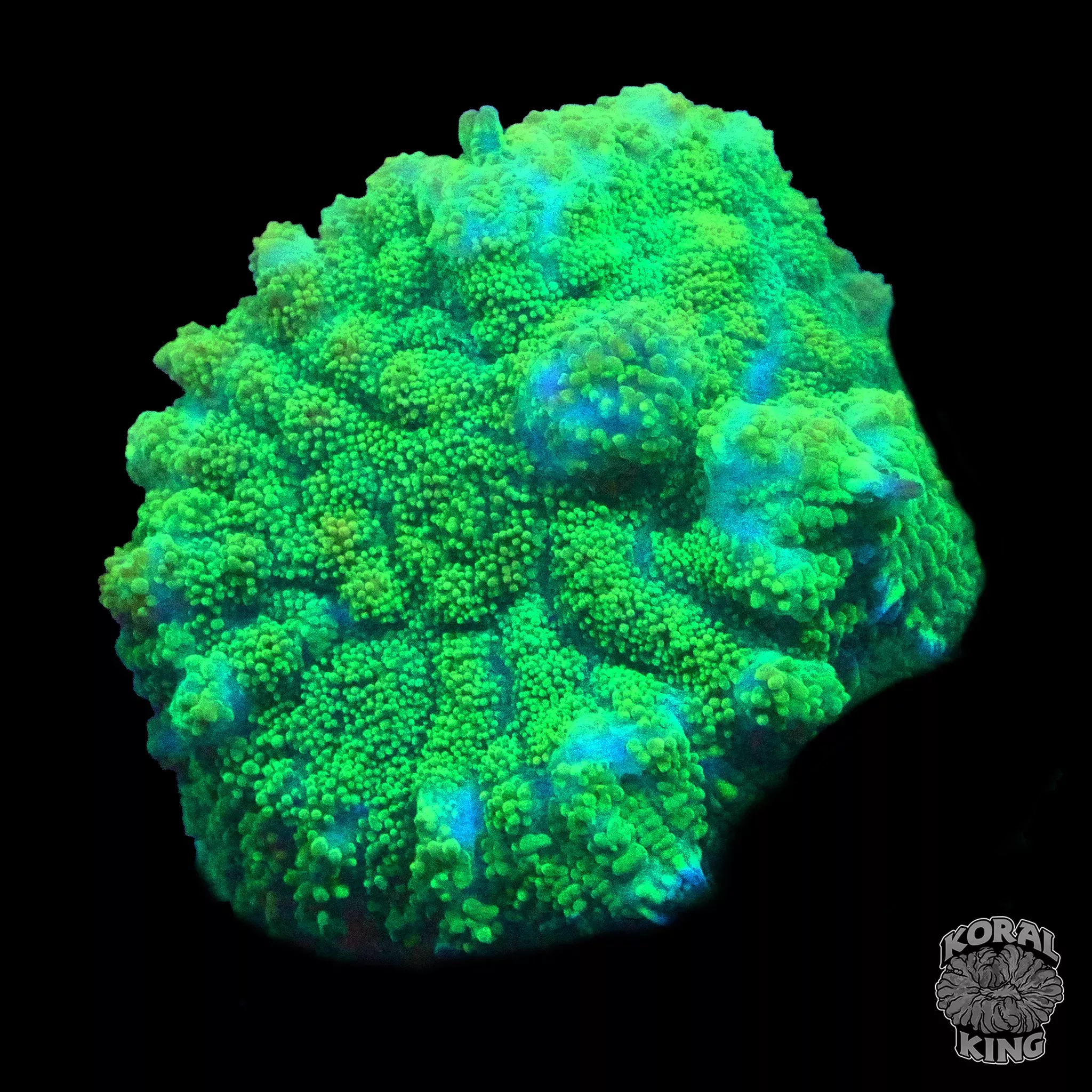 Green Rhodactis Mushroom
