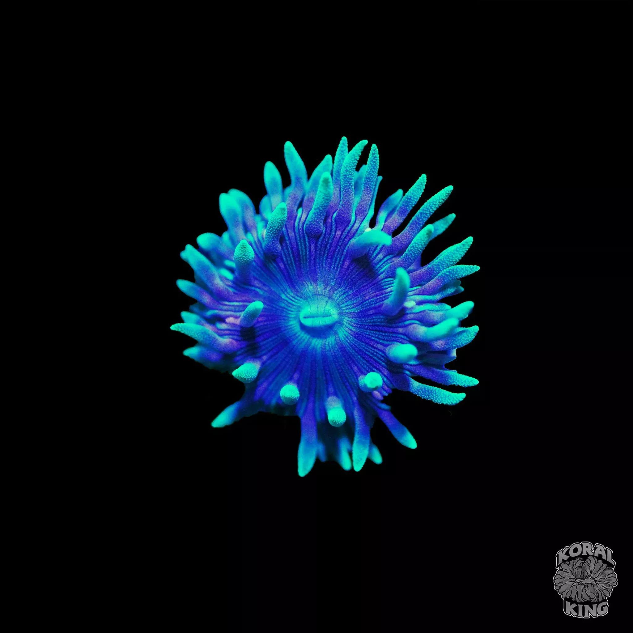 Green Tip Duncan Frag
