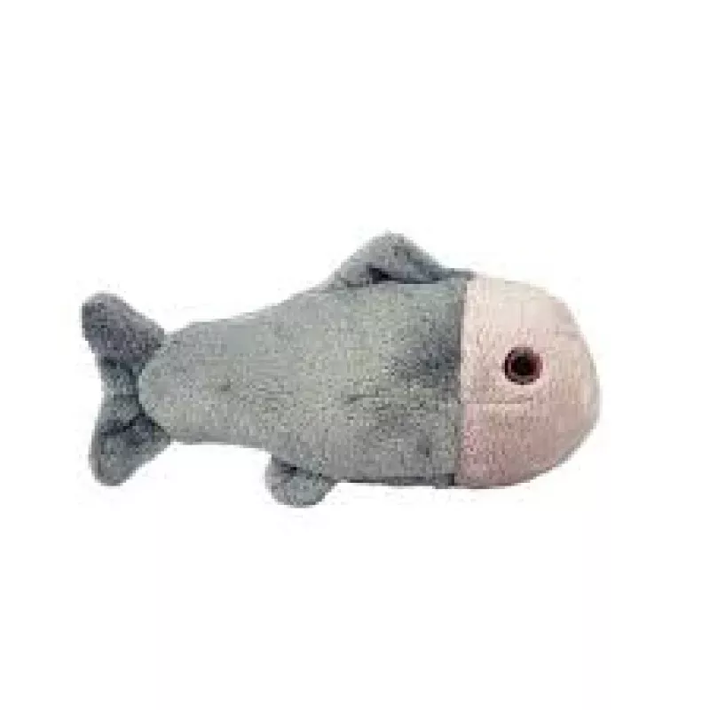 Guppy Fish – Squeakerless