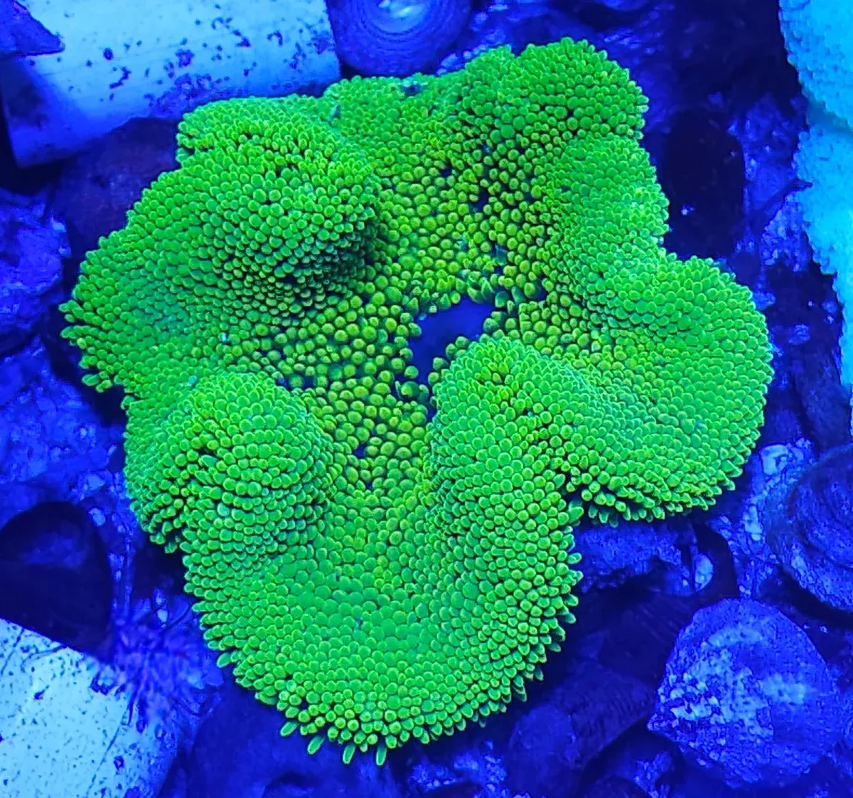 Haddoni Carpet Anemone – WYSIWYG