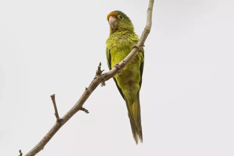Halfmoon Conure
