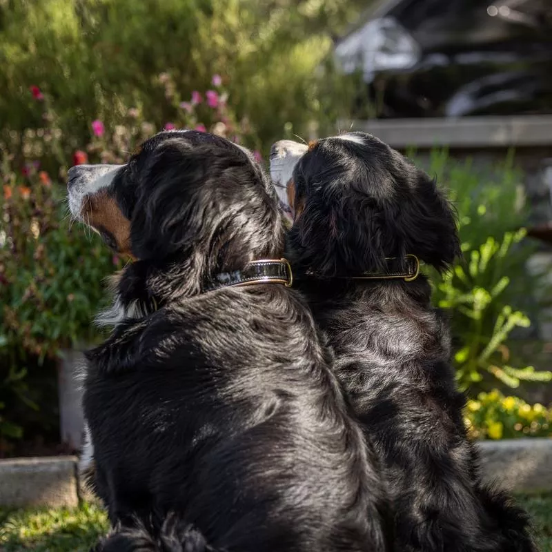 Halter Ego Black Patent Thea Dog Collar