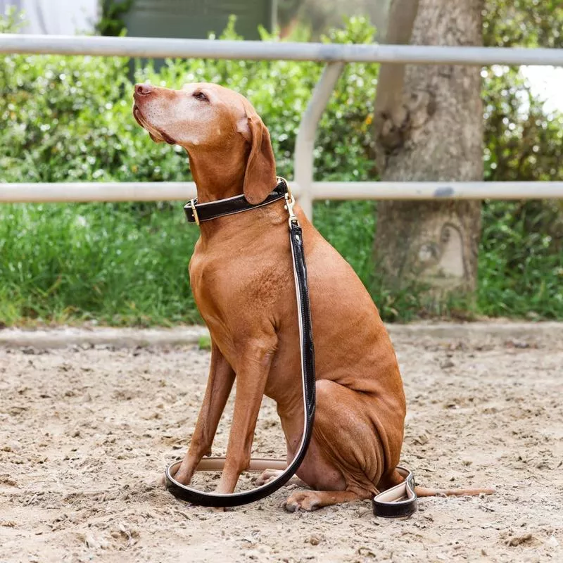 Halter Ego Brown Patent Florence Dog Collar