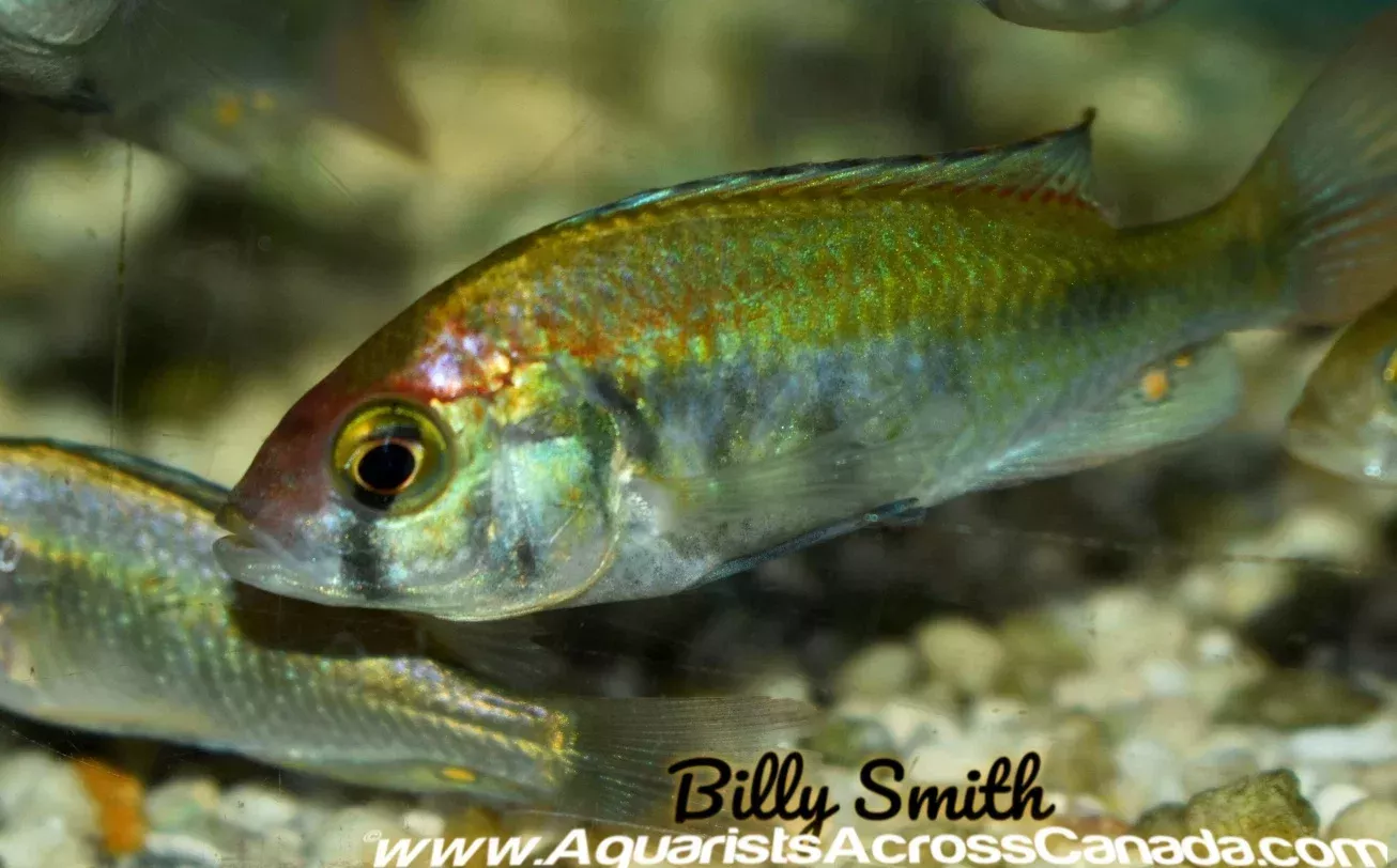 HAPLOCHROMIS .SP RUBY GREEN (Sexed)