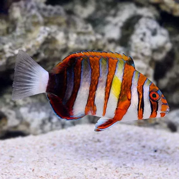 Harlequin Tuskfish
