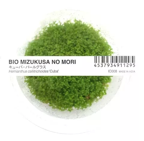 Hemianthus Callitrichoides ‘Cuba’ ADA IC008