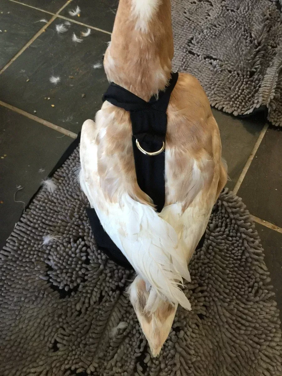Hen Holster Waterfowl Diaper with Removable Liners