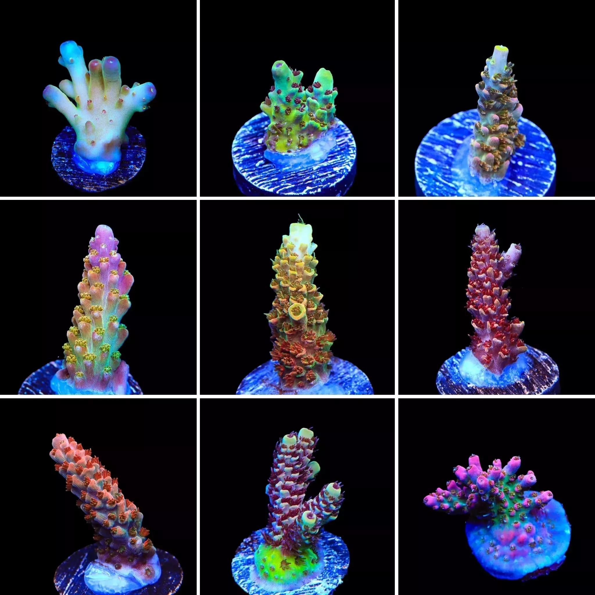 High End Acropora 3 Coral Frag Pack