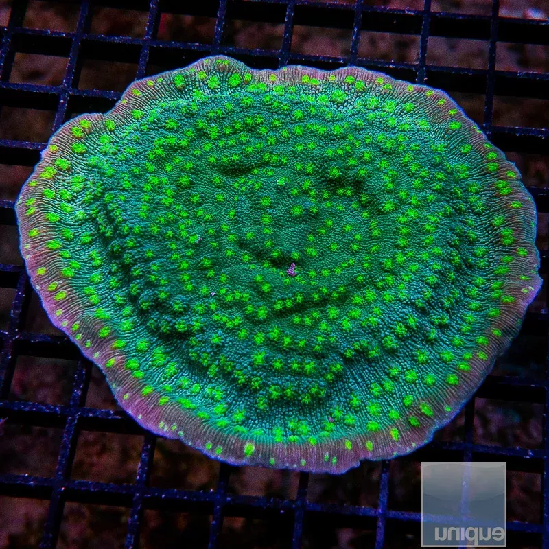 Hollywood Stunner Chalice- Stock Frag