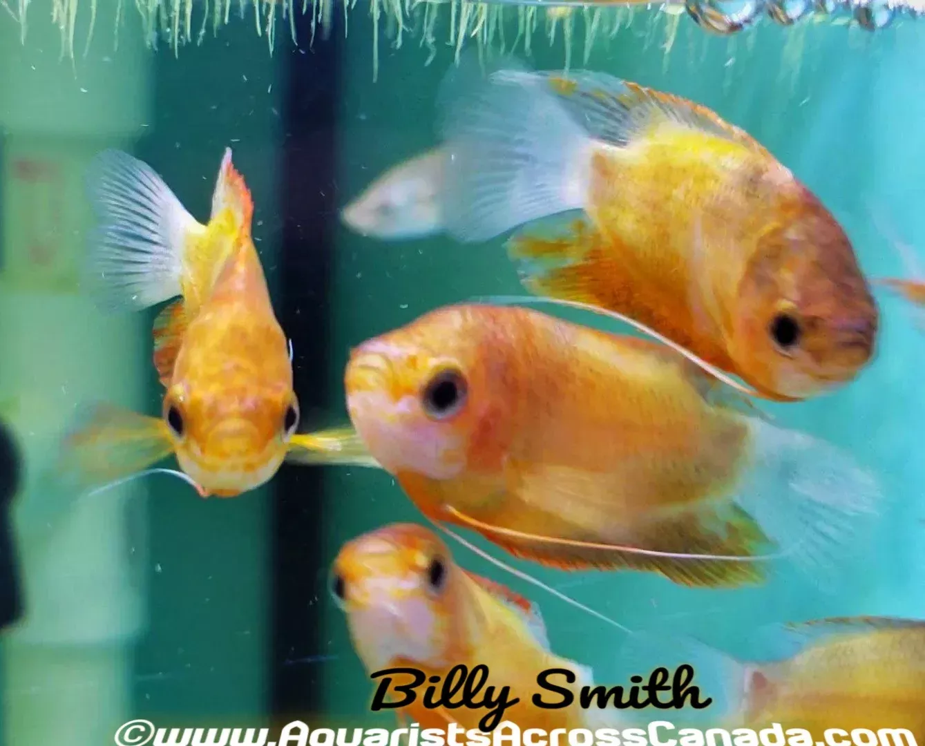 HONEY FIRE GOURAMI (Trichogaster chuna) 1.5-2″ 3.5-5cm A2405T