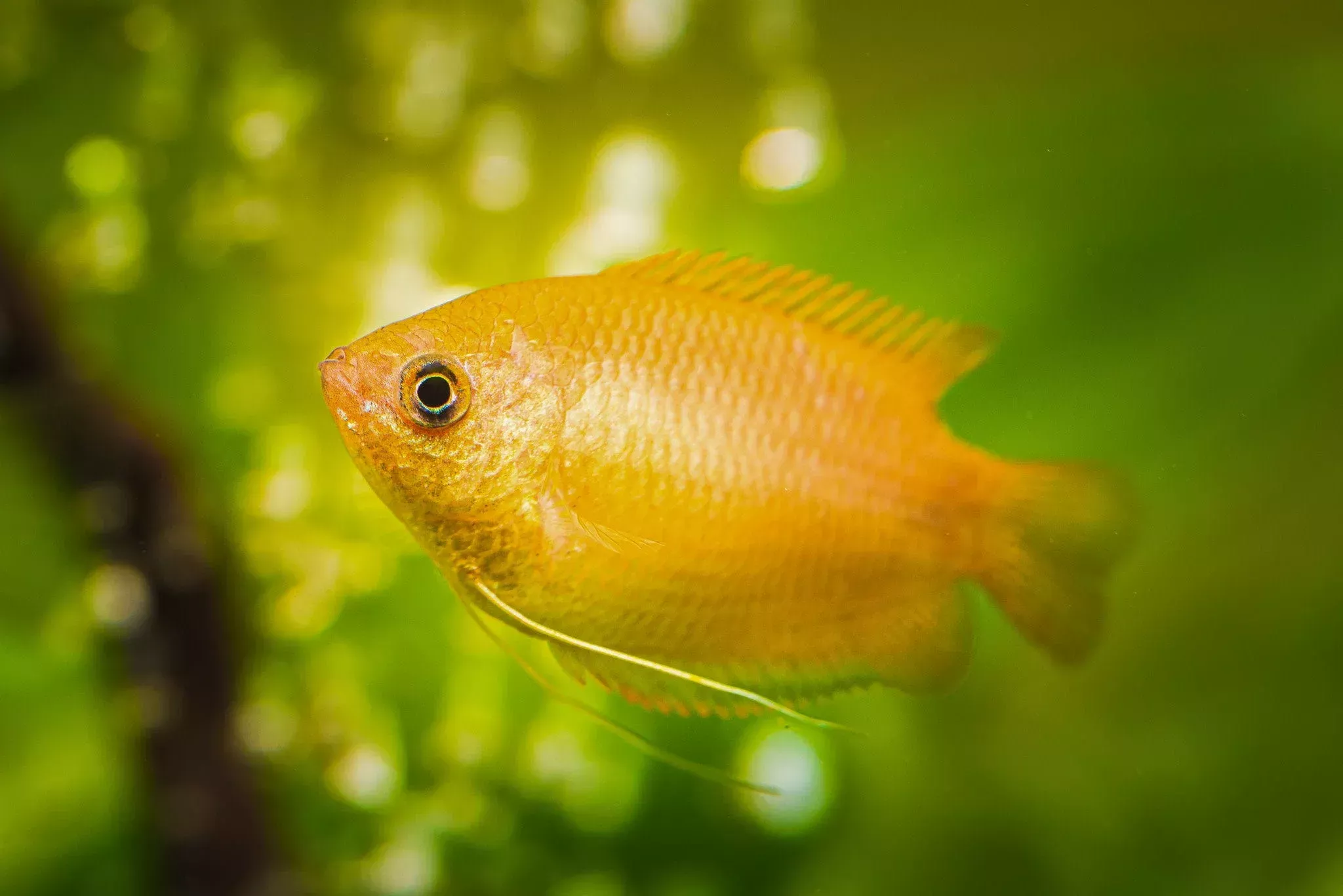 Honey Gourami