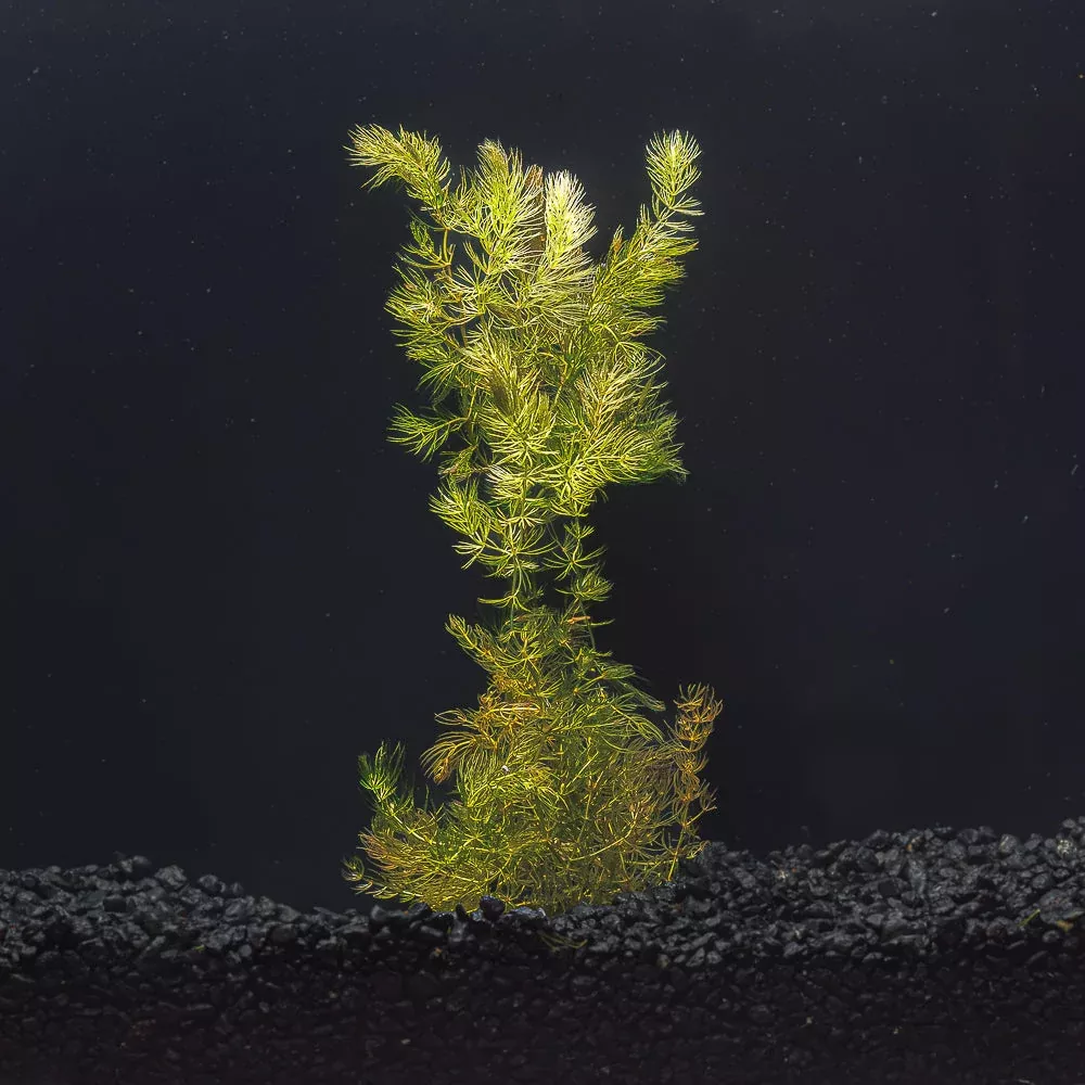 Hornwort | Ceratophyllum Demersum