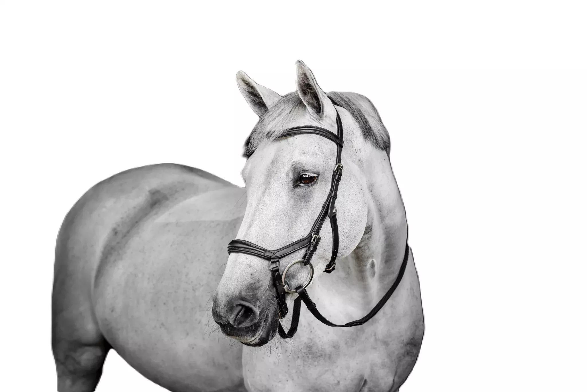 Horseware Micklem Deluxe Competition