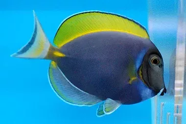 Hybrid Powder Blue Tang