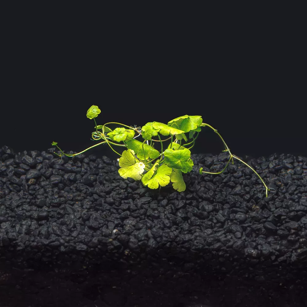Hydrocotyle Tripartita Japan