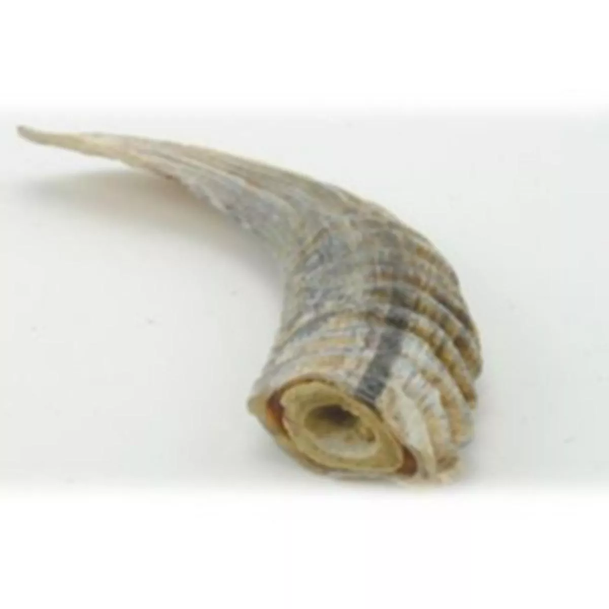 Icelandic+ Lamb Horn 4" - 4.7" Bulk Dog Chew