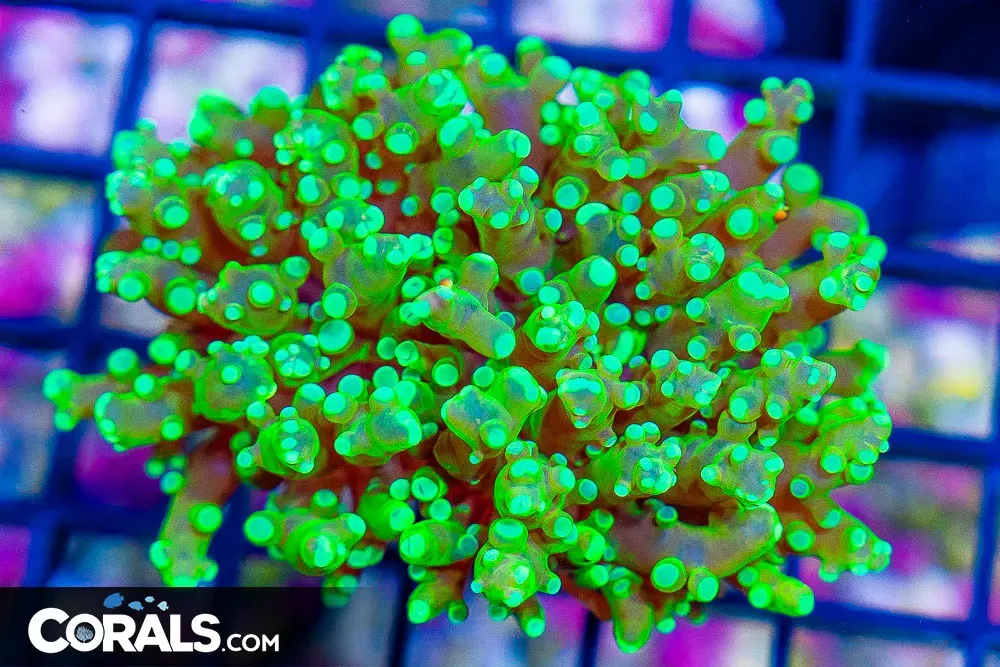 Indo Frogspawn – Frag