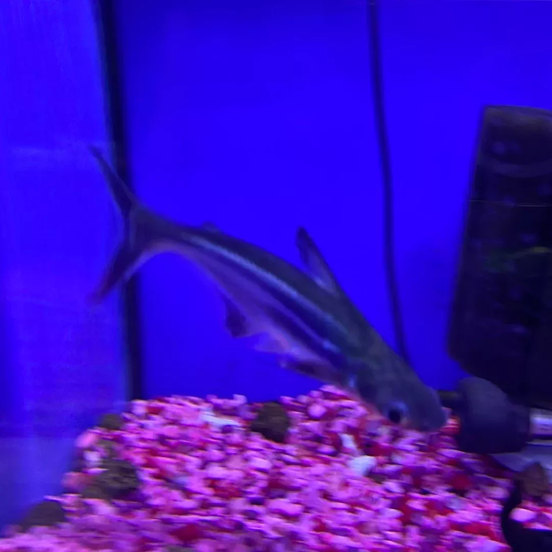 Iridescent Shark (Pangasianodon hypophthalmus)