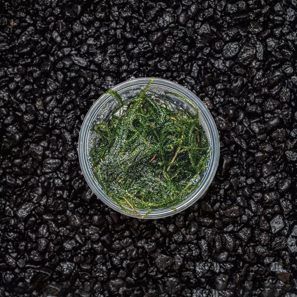 Java Moss | Vesicularia Dubyana