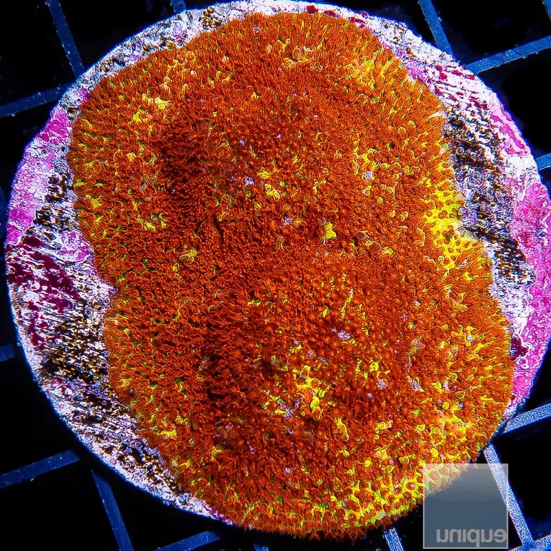 JF Burning Banana Stylo- Stock Frag